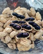 新鲜云南特产小粒普洱镇沅黑花生带壳哀牢山产地农户种植